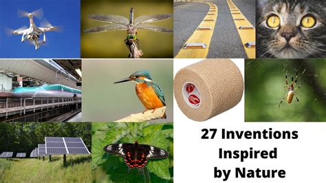 Imagination Takes Flight: Innovations Inspired by Nature