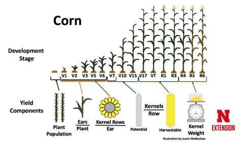 Impact of Maize Flour Production on the Environment