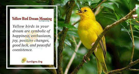 Importance of Birds in Dream Interpretation