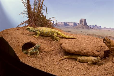 Importance of Establishing a Favorable Habitat for Reptiles