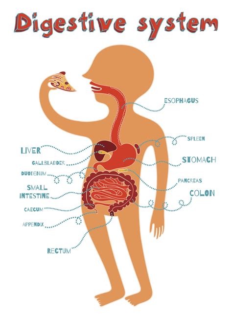 Incorporating Physical Activity for a Well-functioning Digestive System