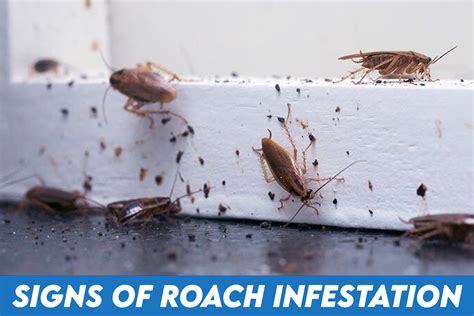 Indicators of Roach Invasion: Telltale Signs to Look Out For