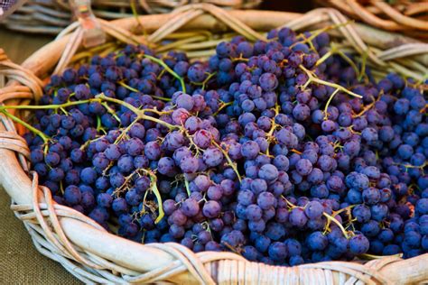 Indulge in the Array of Delectable Grape Varieties