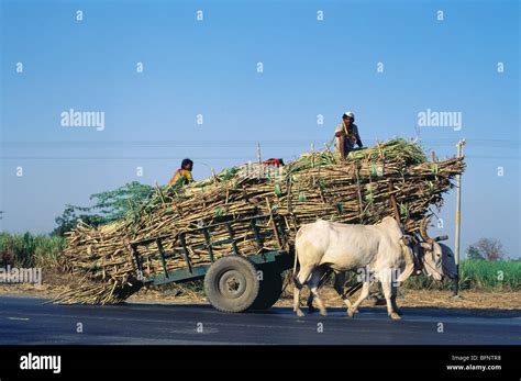 Indulge in the Excitement of Riding a Vintage Sugarcane Cart