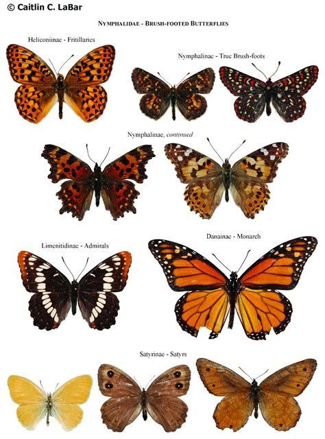 Inside scoop: secrets and unknown facts about Lepidoptera