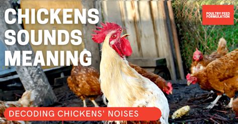 Insights and Strategies for Decoding and Analyzing Fascinating Chicken Reveries