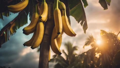 Insights for Analyzing and Interpreting Your Banana Dreams