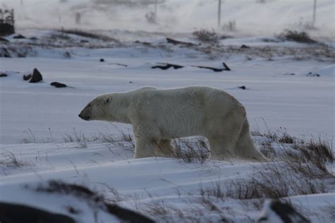 Insights for Deciphering and Analyzing Dreams Involving Bear Consumption