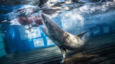 Inspiring Stories: Researchers' Tales of White Shark Explorations