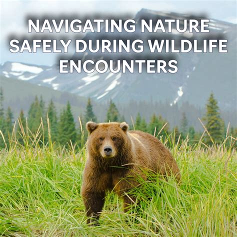 Interacting with Wildlife: A Comprehensive Guide to Safe Encounters