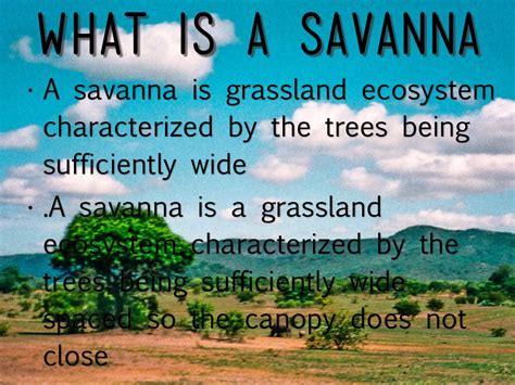 Interesting Facts About Savana Styles