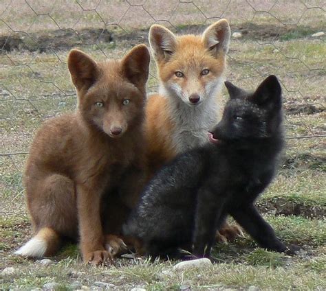 Interesting facts about the Siberian fox