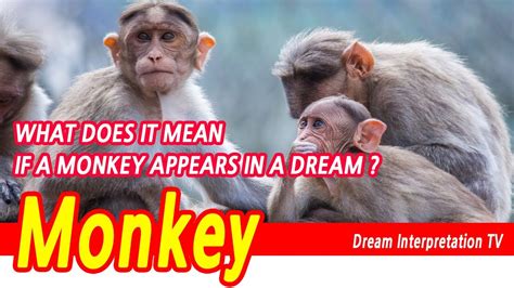 Interpretations of Monkey Dreams for Expectant Mothers