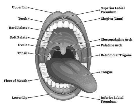 Interpreting the Message: Unraveling Your Personal Dream Involving Flora within Your Oral Cavity