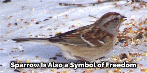 Interpreting the Presence of a Sparrow as a Symbol of Freedom