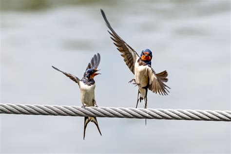 Interpreting the Presence of a Swallow in Dreams: A Fortuitous Omen