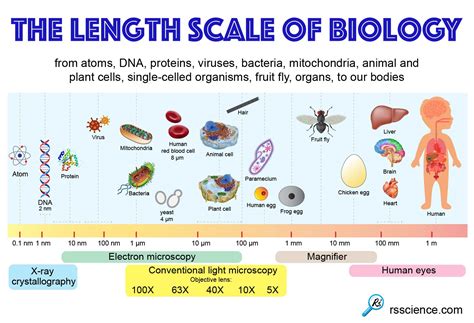 Interpreting the Scale: Size Matters