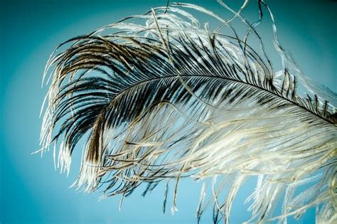 Interpreting the Significance of Feathers in Dreams