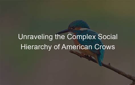 Intricate Social Hierarchy: Unraveling the Complex Dynamics of Crow Societies