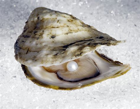 Intriguing Associations: Oysters and Pearls in Dreams