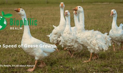 Intuition and Emotional Growth Linked to the Presence of Geese in Dreams