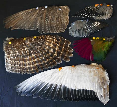 Investigating the Impact of Wing Shape on Flight Capabilities in Stingrays and Other Aquatic Organisms