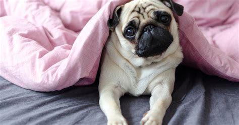 Is the Pug the Right Breed for You?