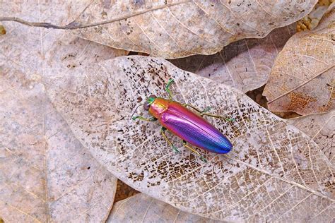 Jewels of the Insect World: Dazzling Scarab Beetle Species