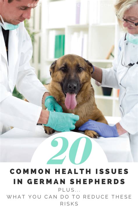 Knowing the Potential Health Challenges of German Shepherds and Practical Precautions