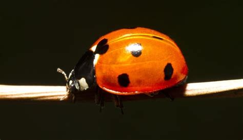 Ladybugs as a Symbol of Protection and Good Luck