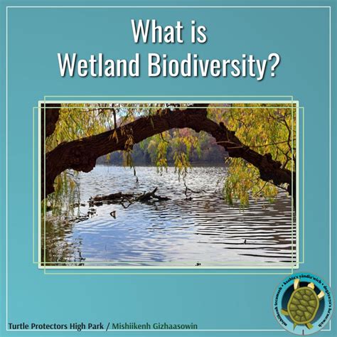 Life Amidst the Water: Exploring Wetland Biodiversity