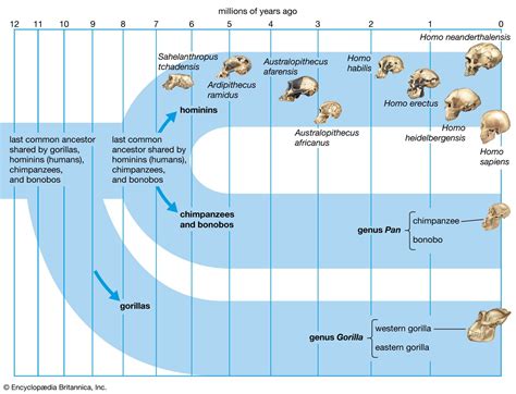 Life Stage and Early Origins