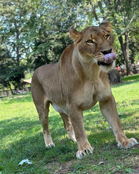 Lionesses and Leadership: Understanding Feminine Energy in Lion Dreams