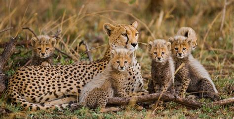 Lions and Cheetahs: Unveiling the Mysteries of the African Grasslands