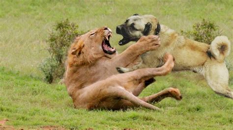 Lions and Dogs: Opposing Forces or Complementary Energies?