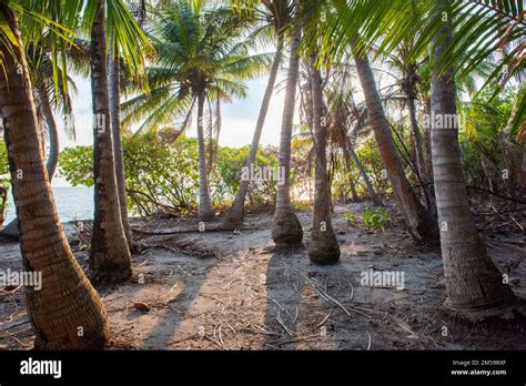 Living in Solitude: Exploring the Allure of Solitary Existence on a Remote Tropical Paradise