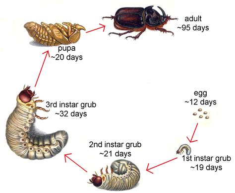 Magical Metamorphosis: The Life Cycle of the Sacred Beetle