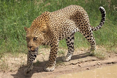 Magnificent and Agile: Deciphering the Physical Attributes of the Panthera pardus