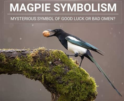 Magpies as Symbols of Luck and Fortune: Cultural Perspectives