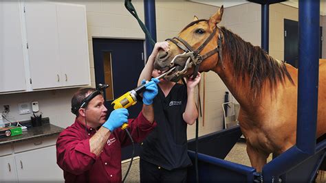 Maintaining Your Horse's Health: Regular Veterinary Care