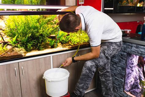 Maintaining the Magic: Essential Tips for Proper Care and Upkeep of Enchanting Fish Tanks