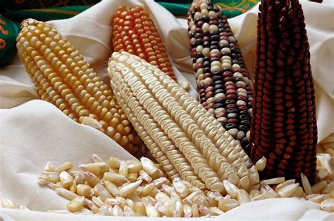 Maize Flour in Traditional and Indigenous Cuisines