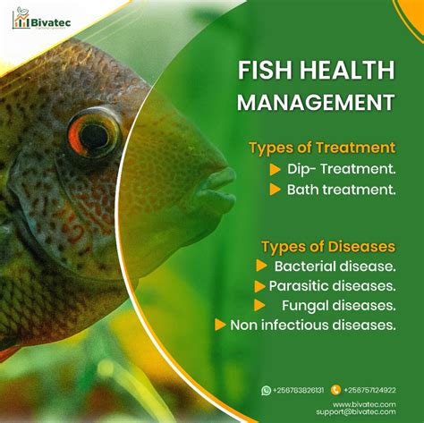 Managing and Preventing Fish Diseases