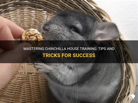 Mastering Chinchilla Training: Insider Tips and Techniques