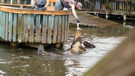 Mastering the Art of Alligator Pursuits: Strategies to Ensure an Thrilling Encounter