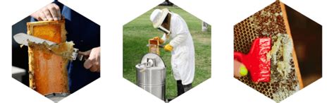 Mastering the Art of Honey Harvest: Proven Strategies for a Successful Yield