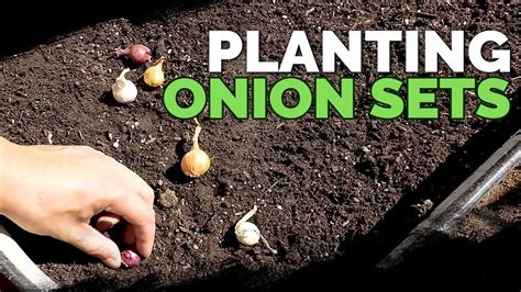 Mastering the Art of Proper Onion Planting Techniques