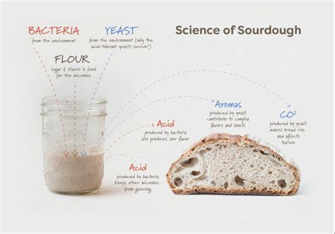 Mastering the Science Behind Achieving the Ideal Dough Rise