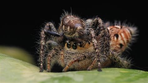 Mating Behavior and Reproduction of Garden Spiders