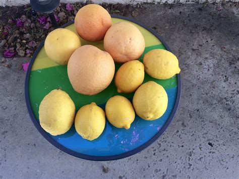 Maximizing Your Citrus Bounty: Indispensable Pointers for the Nectarous Treasure